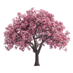 Obraz premium Cherry blossom tree isolated on transparent background