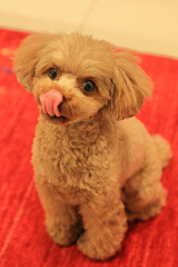 ぺろっと舌を出すトイ・プードル
