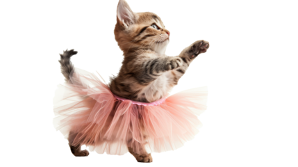Cute cat in pink tutu skirt isolated on transparent background