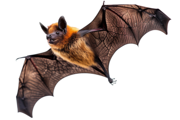 A flying bat isolated on transparent background