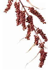 Obraz premium Falling Sweet Sorghum isolated on white background, full depth of field