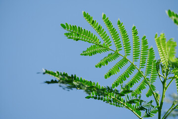 Silk tree leaves close up in isolated blue sky background