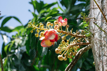Cannonball tree (Couroupita guianensis) flower close up