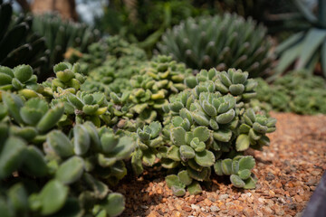 Cotyledon Tomentosa succulent plant close up in the garden
