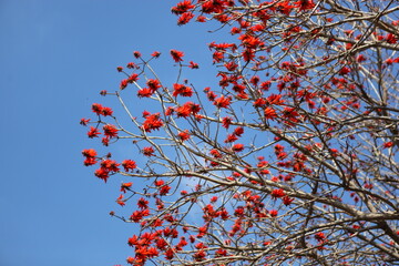 Red Erythrina Caffra flower blooming on coral tree
