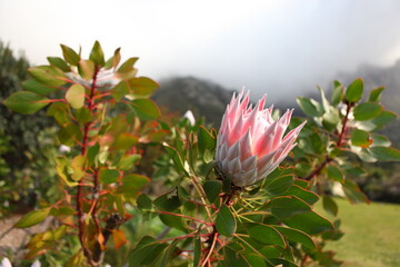 Naklejka premium Ready to bloom Pink Protea flower (sugarbushes) close up with isolated black background