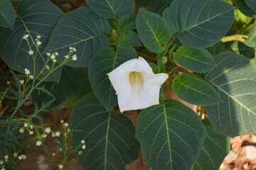 Datura or jimson weed flower closeup, Datura flower, also known as moonflower and jimson weed....