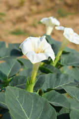 Datura or jimson weed flower closeup, Datura flower, also known as moonflower and jimson weed....