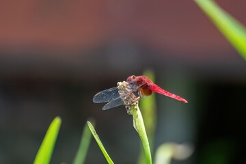 炎天下の中とまって休憩するショウジョウトンボ
