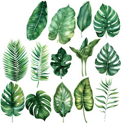 Set of various tropical leaves watercolor illustrations, isolated on white background for botanical, tropical, and nature-inspired designs