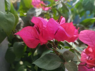 The pink Bougainvillea glabra flowers are blooming 