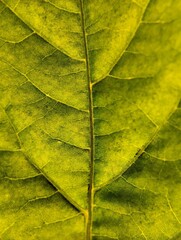 Leaf detail texture. Leaf texture taken with a macro camera