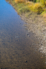 川に遡上したシャケ
