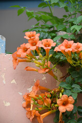 Campsis radicans also known as trumpet creeper, the trumpet vine, orange trumpet vine flower, Bright orange flowers of Campsis radicans, orange flower closeup shot, Chakwal, Punjab, Pakistan