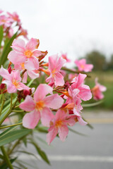 Nerium oleander in bloom, Pink siplicity bunch of flowers and green leaves on branches, Nerium Oleander shrub Pink flowers, ornamental shrub branches in daylight, bunch of flowers closeup