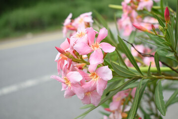 Nerium oleander in bloom, Pink siplicity bunch of flowers and green leaves on branches, Nerium...