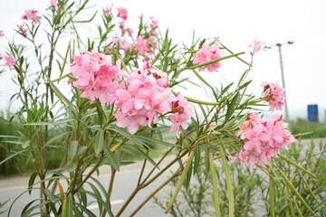 Nerium oleander in bloom, Pink siplicity bunch of flowers and green leaves on branches, Nerium...