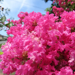 日本で夏にサルスベリがピンク色の花を咲かせています