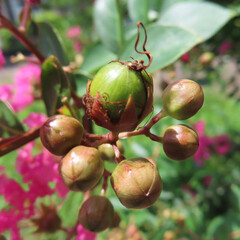 日本で夏にサルスベリがピンク色の花を咲かせています