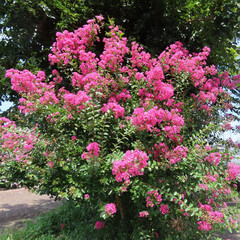 Fototapeta premium 日本で夏にサルスベリがピンク色の花を咲かせています