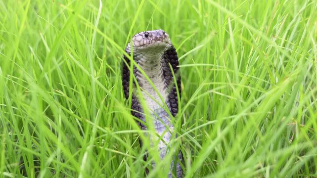 Venomous snake dangerous. A black Brown Banded Cobra - Naja fuxi that pops its head up to intimidate in the overgrown grass to serve as a warning sign not to approach it.