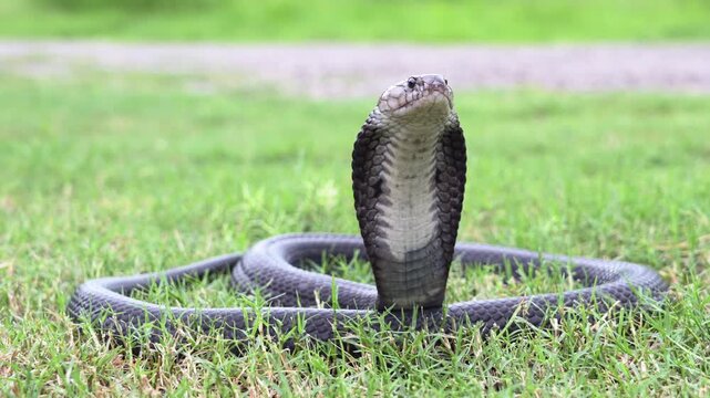 Venomous snake dangerous. A black Brown Banded Cobra - Naja fuxi on the green grass.