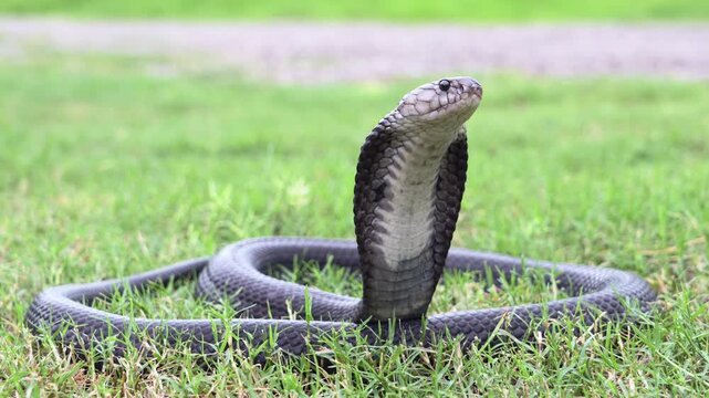 Venomous snake dangerous. A black Brown Banded Cobra - Naja fuxi on the green grass.