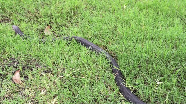 Venomous snake dangerous. Brown Banded Cobra - Naja fuxi. Black snake was crawling to find a place to hide on the overgrown grass.