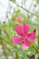 Nerium oleander in bloom, red siplicity bunch of flowers and green leaves on branches, Nerium Oleander shrub red flowers, ornamental shrub branches in daylight, bunch of flowers closeup