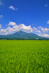 Obraz premium 田んぼと磐梯山・盛夏（福島県・猪苗代町）