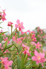 Nerium oleander in bloom, red siplicity bunch of flowers and green leaves on branches, Nerium Oleander shrub red flowers, ornamental shrub branches in daylight, bunch of flowers closeup