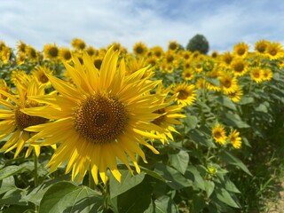 Fototapeta premium field of sunflowers