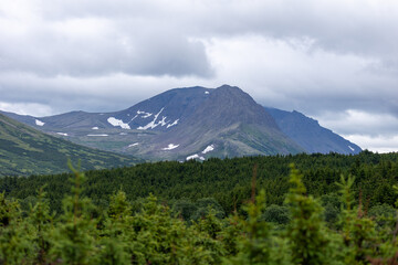 Greenery in Forests Palmer Alaska, Hatcher Pass