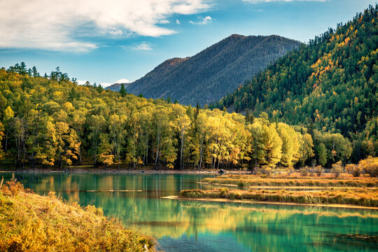 The autumn view of the "Wo Long" Bay of the Kanas Lake scenery spot in Xinjiang, China 