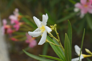 Nerium oleander in bloom, White siplicity bunch of flowers and green leaves on branches, Nerium...