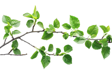 Tree branch with green leaves on transparent background