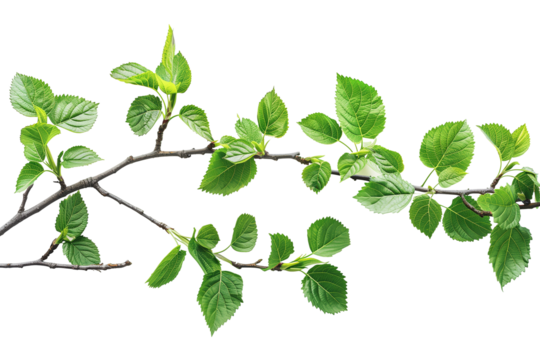 Tree branch with green leaves on transparent background