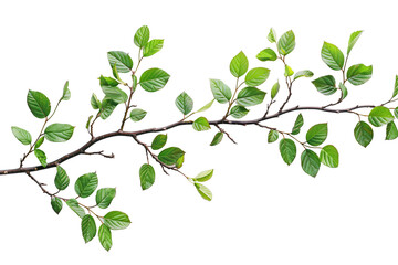 Obraz premium Tree branch with green leaves on transparent background