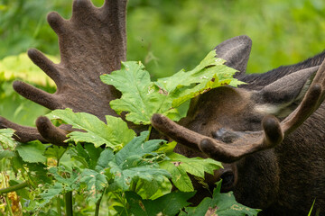 Moose Antlers, Grazing Moose, Alaska Wildlife, Anchorage Animals