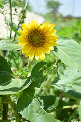 Closeup of a sunflower growing in a field of sunflowers during a nice sunny summer day, Sunflower natural background. flower blooming, Beautiful field of blooming sunflowers, Chakwal, Punjab, Pakistan