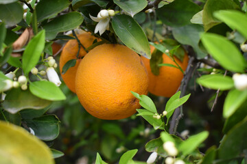 ripe oranges on tree, close-up of a beautiful orange tree with orange, fruit hanging on a tree, Close-up of ripe oranges hanging on a tree in an orange plantation garden, Chakwal, Punjab, Pakistan