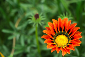 Closeup orange gazania with beautiful color