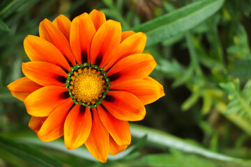 Orange gazania flower closeup with copy space