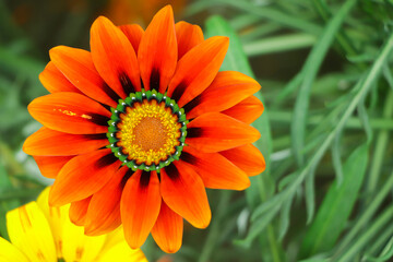 Orange gazania flower closeup with copy space