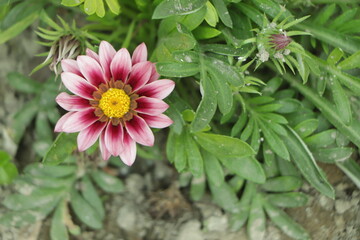 pink blooming gazania (treasure flower) growing in the garden close up