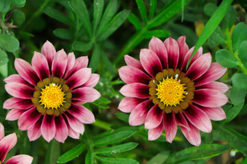 Obraz premium Pair of pink gazania with green leaf on background