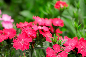 Closeup pink dianthus flower in garden