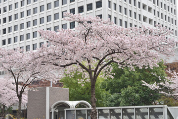 Obraz premium 大阪駅前ビルの桜