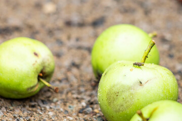 Green apples on the ground. Selective focus and shallow depth of field with copy space.