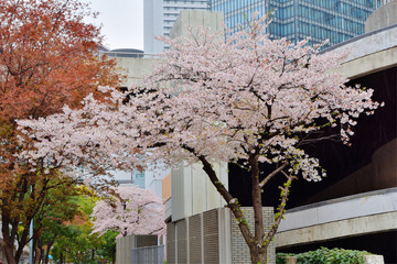 大阪駅前ビルの桜